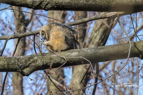 Z62 7093-Hibou