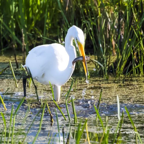 Z63 2763-Aigrette