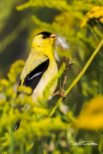 Z63 5923-Chardonneret