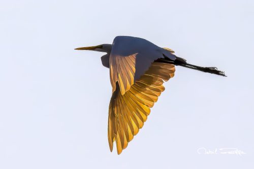 Z63 8040-Aigrette